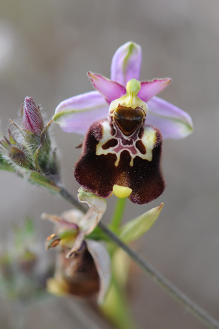 Ophrys pinguis