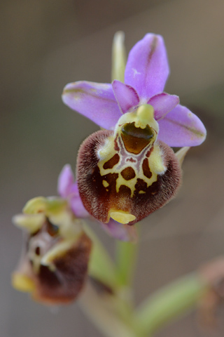 Ophrys pinguis