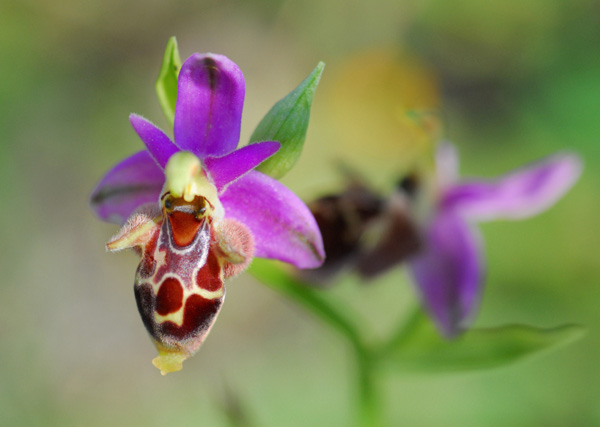 Ophrys polyxo