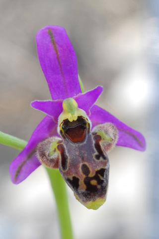 Ophrys polyxo