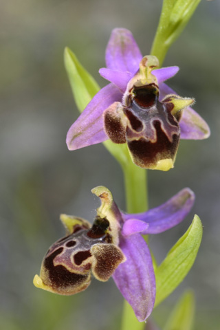 Ophrys polyxo