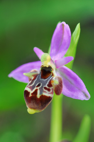 Ophrys polyxo