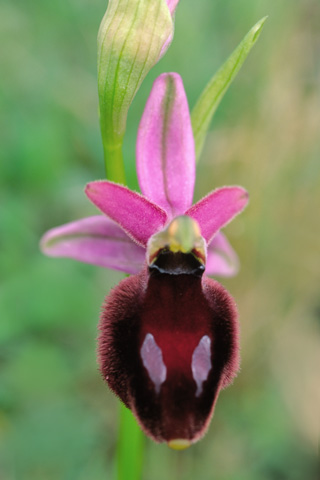 Ophrys bertolonii x promontorii