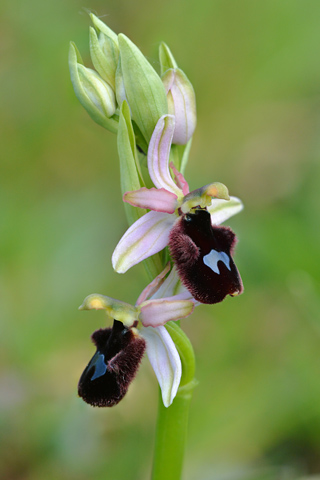 Ophrys bertolonii x promontorii