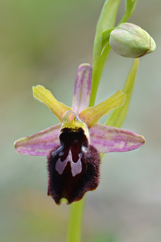 Ophrys bertolonii x promontorii