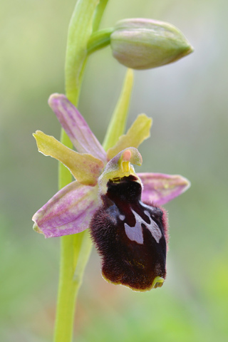 Ophrys bertolonii x promontorii