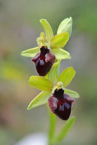 Ophrys incubacea x promontorii