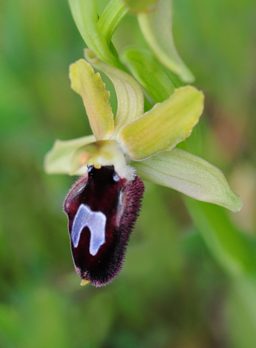 Ophrys promontorii