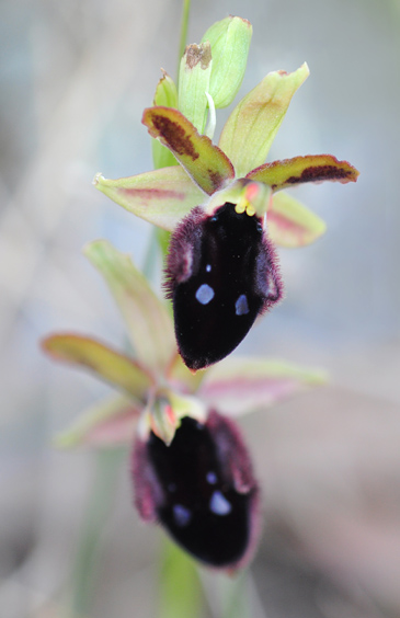 Ophrys promontorii