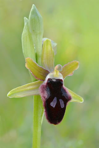 Ophrys promontorii