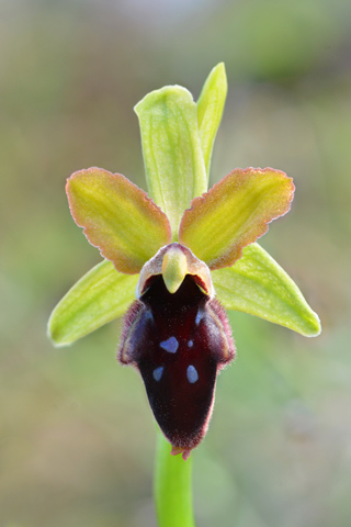 Ophrys promontorii