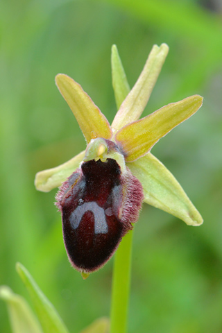 Ophrys promontorii