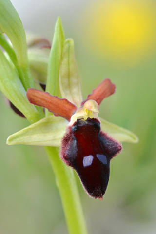 Ophrys promontorii