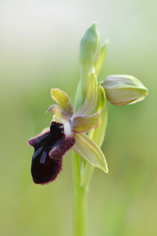 Ophrys promontorii