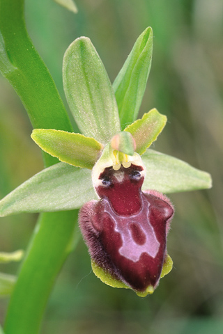 Ophrys araneola x provincialis