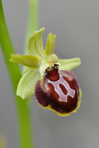 Ophrys araneola x provincialis
