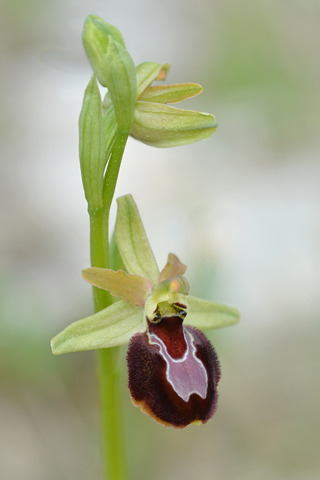 Ophrys aurelia x provincialis