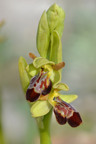 Ophrys forestieri x provincialis