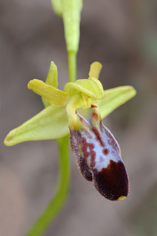 Ophrys forestieri x provincialis