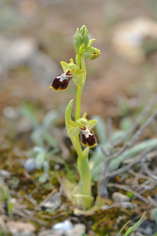 Ophrys lutea x provincialis