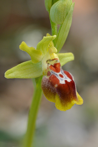 Ophrys lutea x provincialis