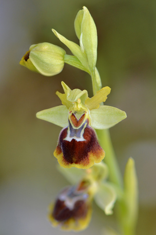 Ophrys lutea x provincialis