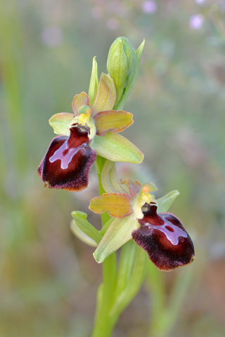 Ophrys passionis x provincialis