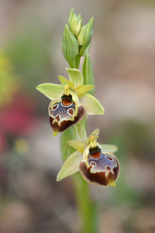 Ophrys provincialis x pseudoscolopax