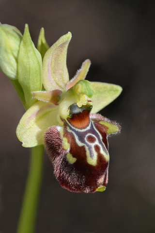 Ophrys linearis x provincialis