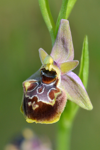 Ophrys linearis x provincialis