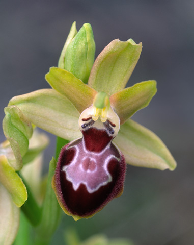 Ophrys provincialis