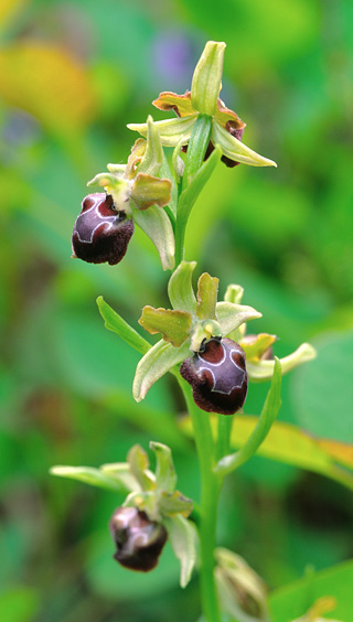 Ophrys provincialis