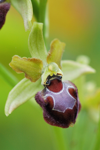 Ophrys provincialis