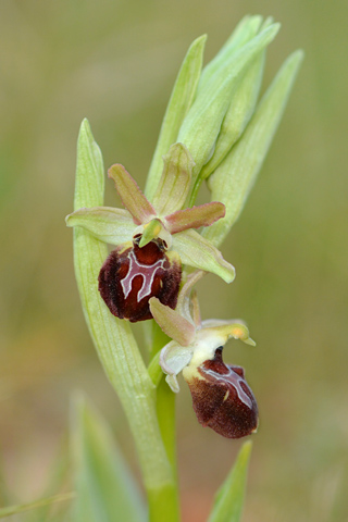 Ophrys provincialis