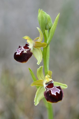 Ophrys provincialis