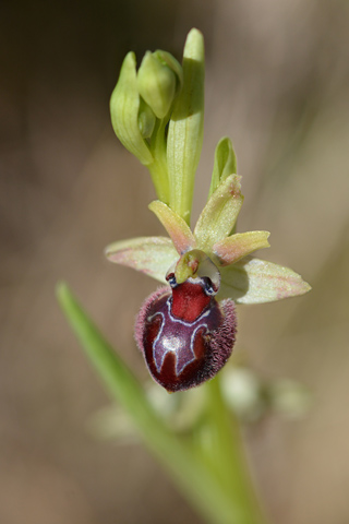 Ophrys provincialis