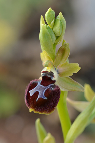 Ophrys provincialis