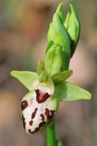 Ophrys provincialis