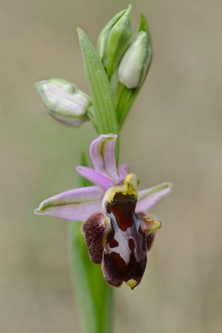 Ophrys aurelia x pseudoscolopax