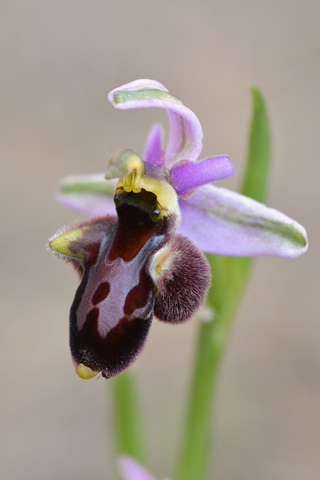 Ophrys aurelia x linearis