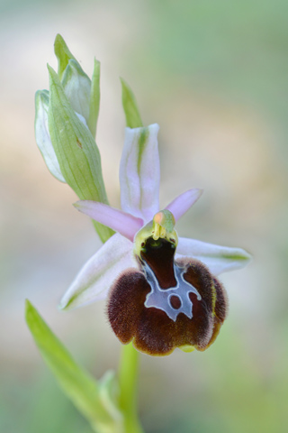 Ophrys aurelia x linearis