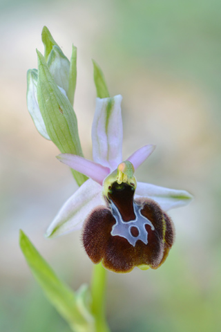 Ophrys aurelia x pseudoscolopax