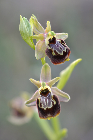 Ophrys passionis x pseudoscolopax