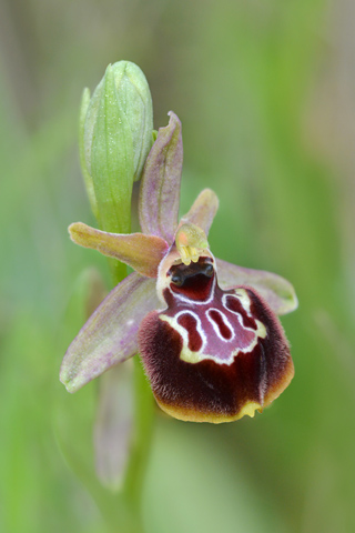 Ophrys linearis x passionis