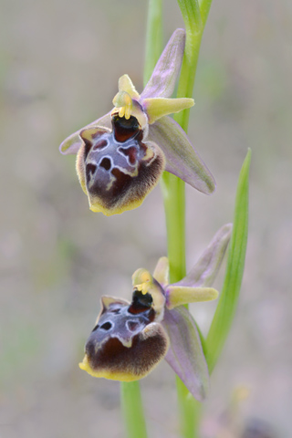 Ophrys passionis x pseudoscolopax