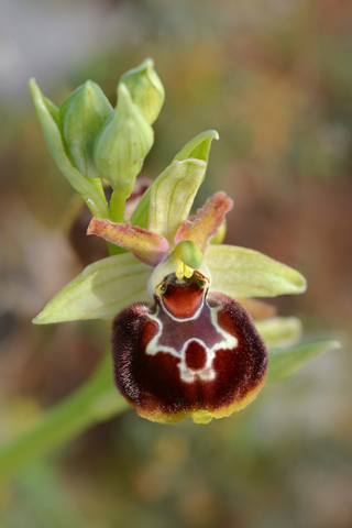 Ophrys linearis x provincialis
