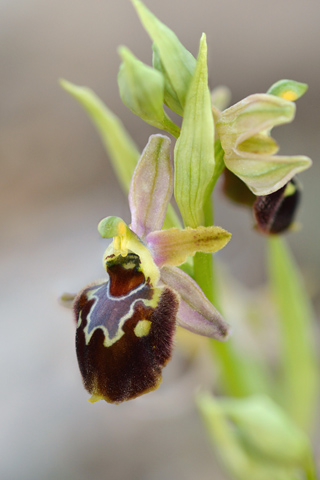 Ophrys linearis x provincialis