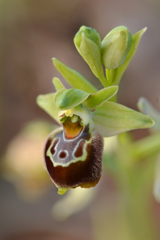 Ophrys linearis x provincialis