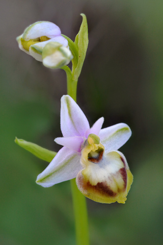 Ophrys linearis