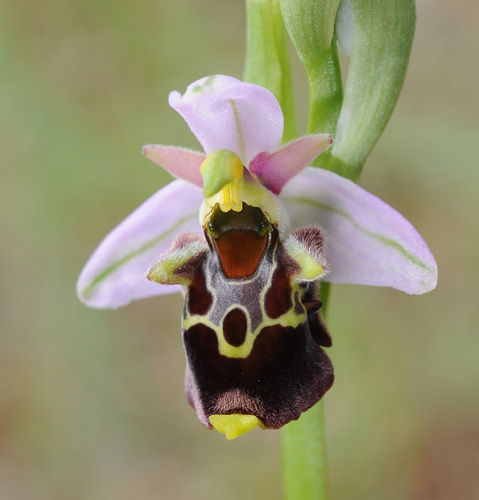 Ophrys linearis